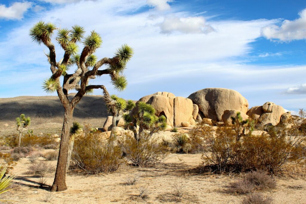 Beautiful desert scene with iconic Joshua Tree and rocky terrain in daylight.